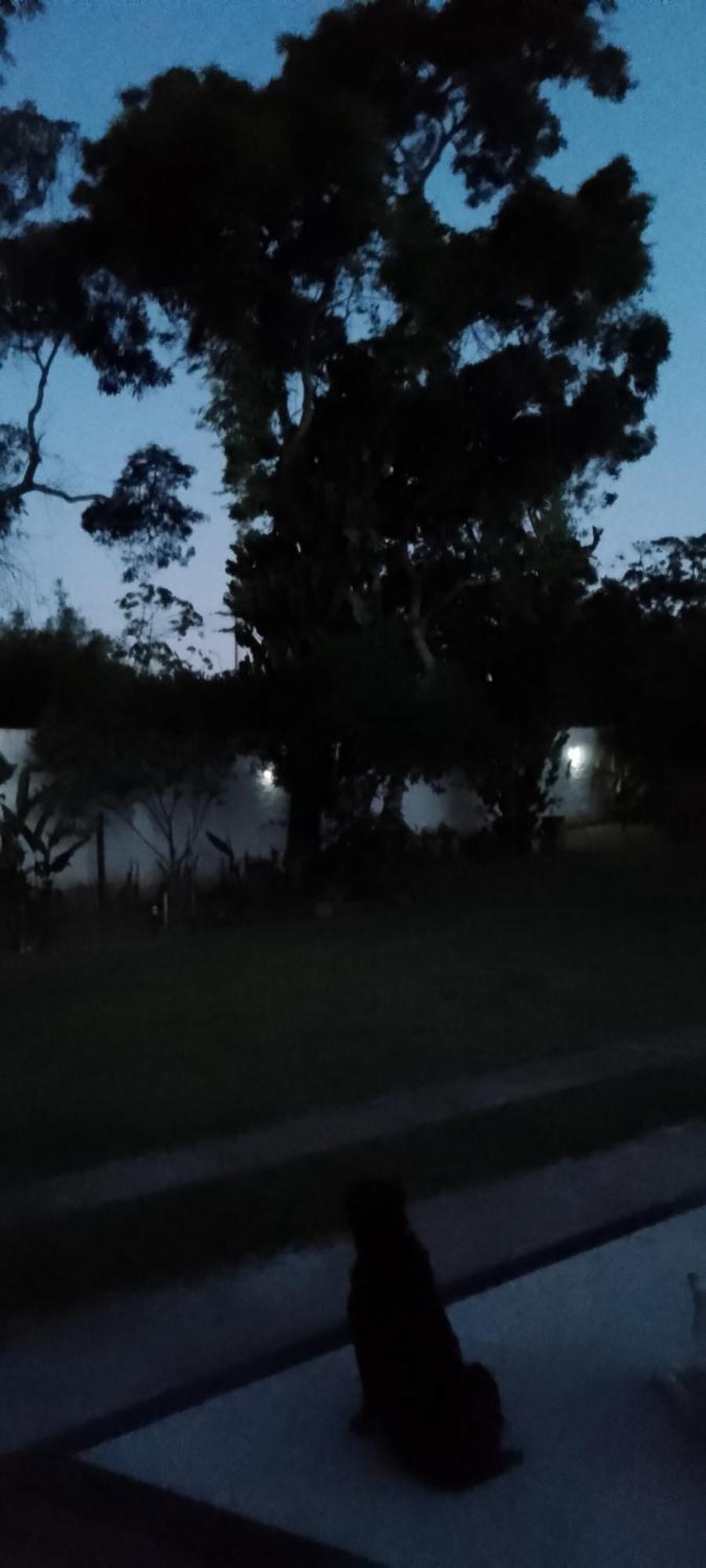 Arpoador De Pensão
